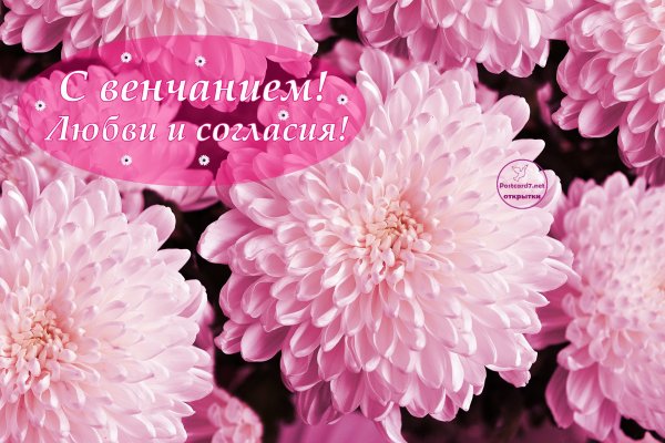 Хризантемы открытка для поздравления
