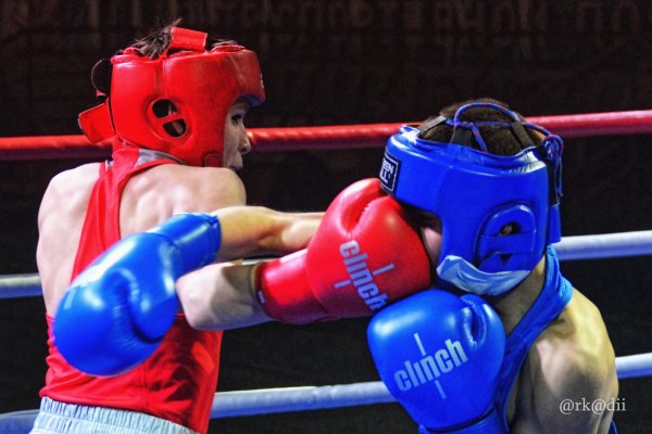 День боксера