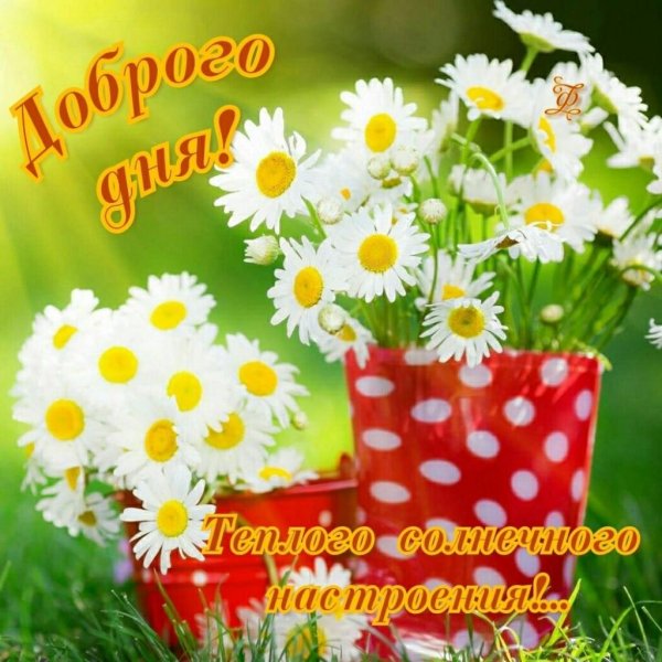 Пожелания с добрым утром с ромашками