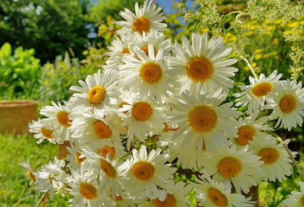 День ромашки