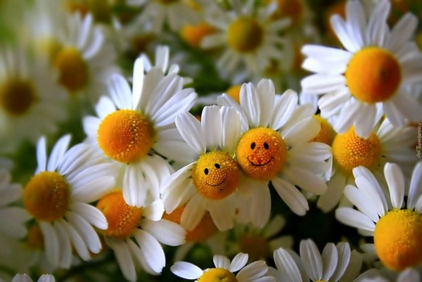 Полевые ромашки большие