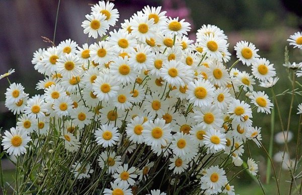 Солнечный букет ромашек