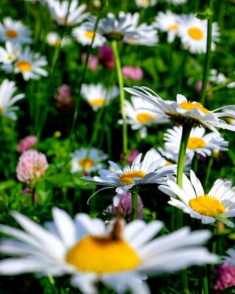 Ромашка цветы