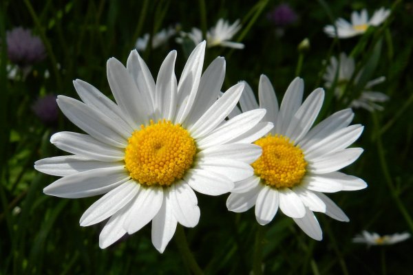 Ромашки в корзине