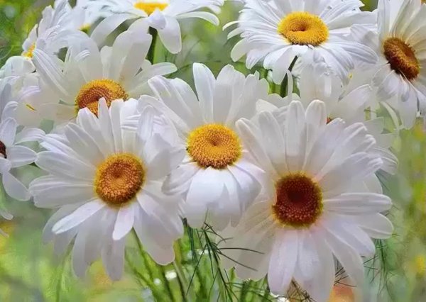 С днём рождения ромашки