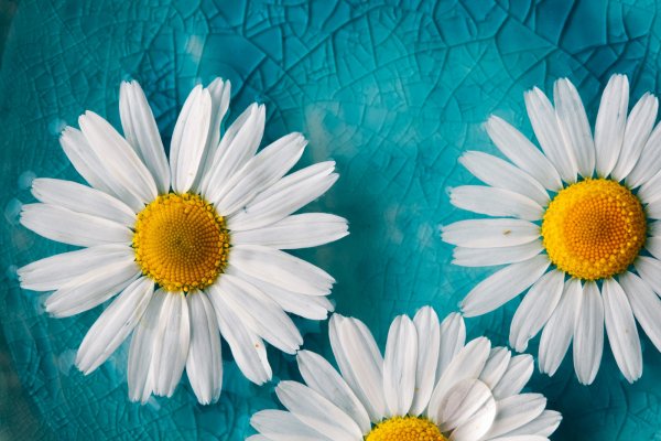 Ромашка мелкая Полевая