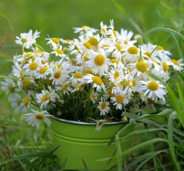 Поздравления с днём рождения девушке