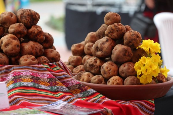 Праздник картошки