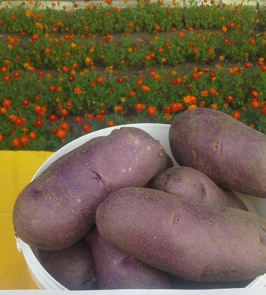 С днем картошки