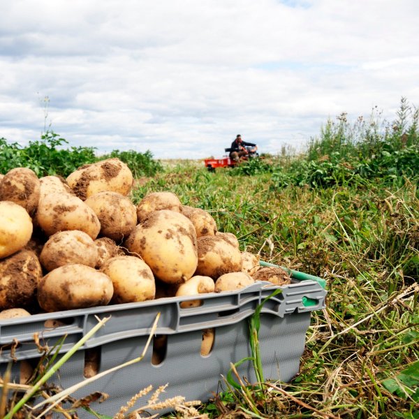 Международный день картошки