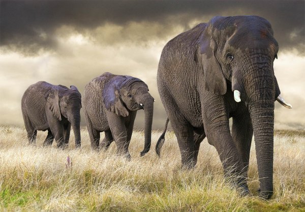 Всемирный день слонов