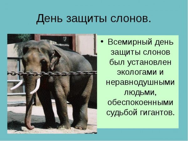 День слонов Международный