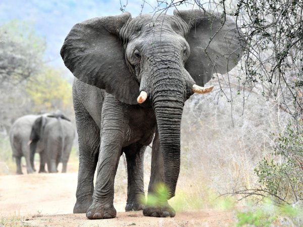 Всемир день защиты слонов