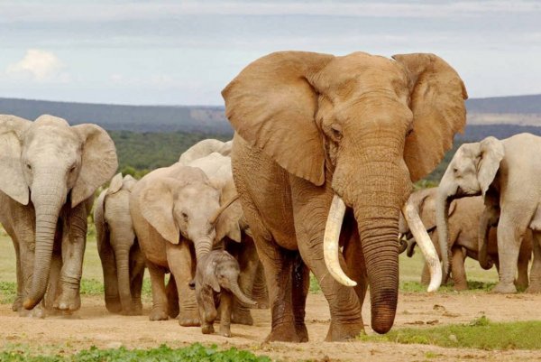 Международный день защиты слонов