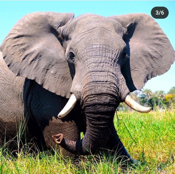 День защиты слонов в зоопарках