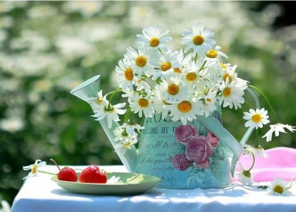 Ромашковое утро