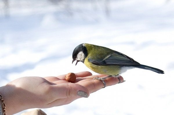 Международный день птиц