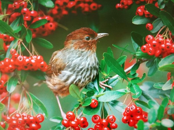 День птиц картинки