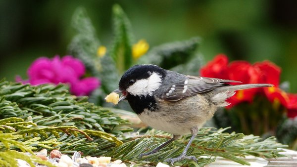 Международный день птиц