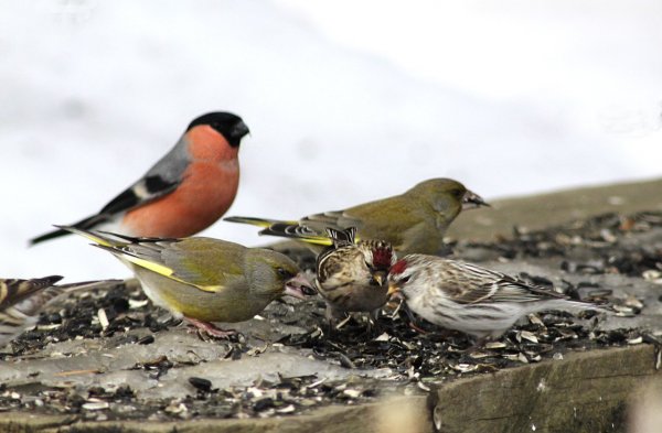 Передача про птиц