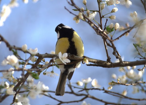 Птицы по временам года