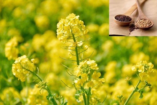 Горчица рассеченная