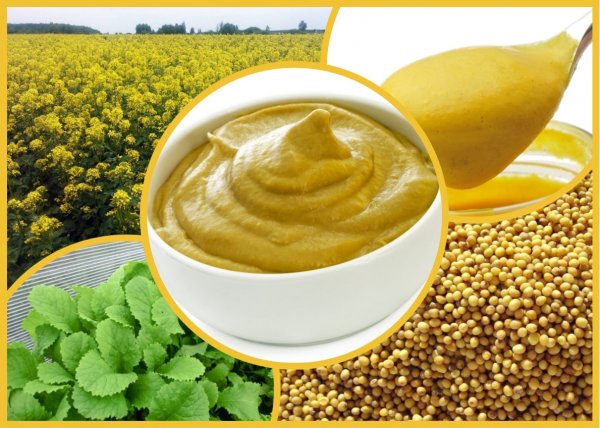 Горчица зерновая