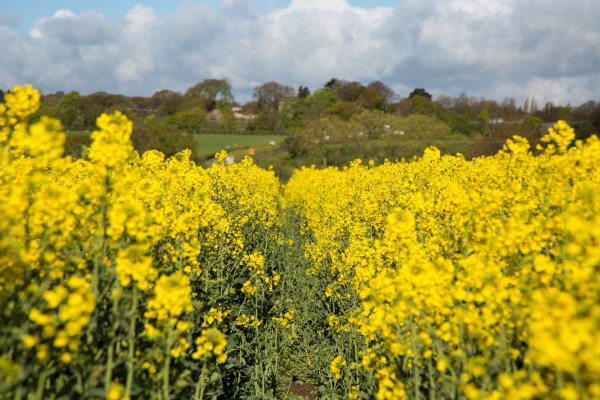 Горчица агрокультура