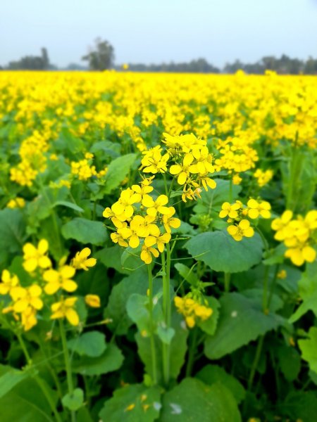 Горчица фото сверху