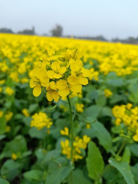 Цветы горчицы фото