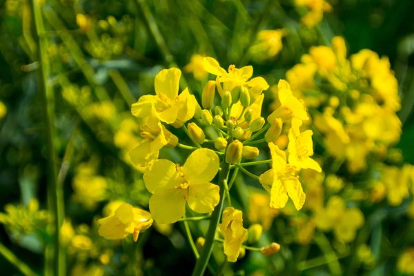 Рапс и сурепка горчица