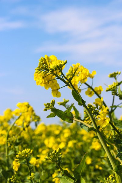 Рапс масличный