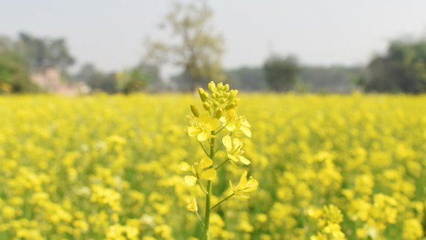 Цветы горчицы на столе