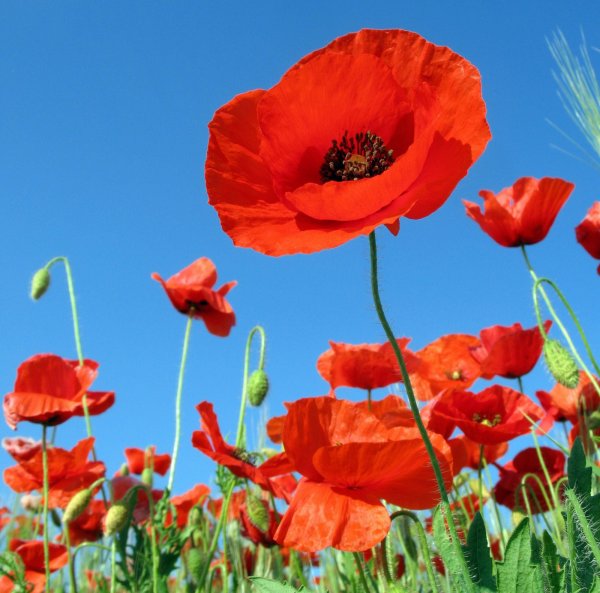 Поле красных маков