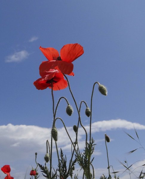 Красные мазки