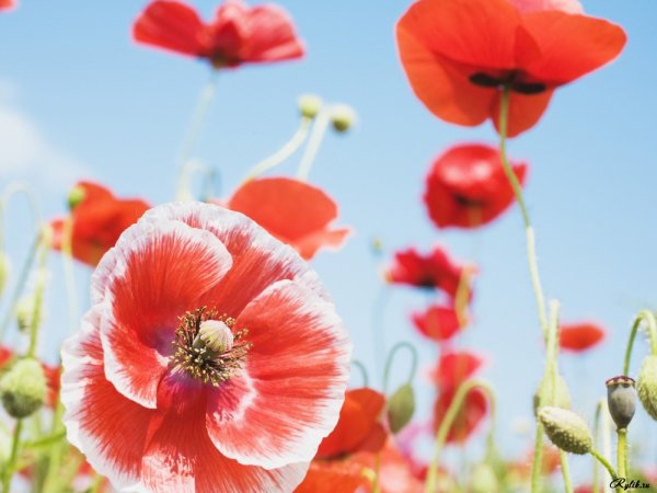 Обои для телефона вертикальные цветы маки