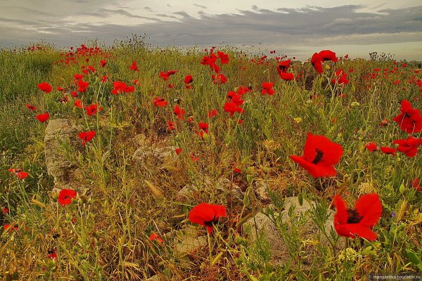 Гиф поле маки
