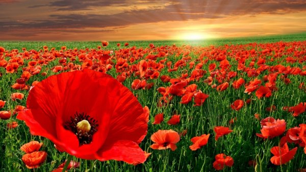 Цветочное поле