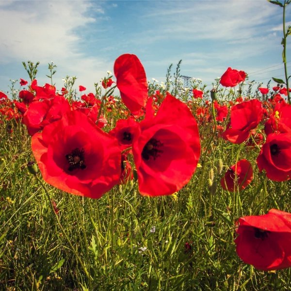 Фотообои красные маки