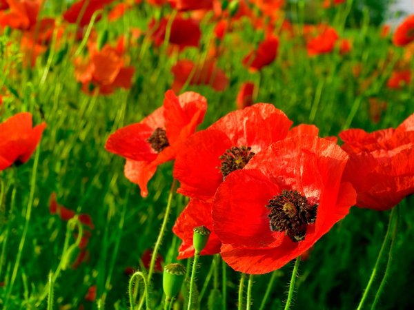 Лето июль маки