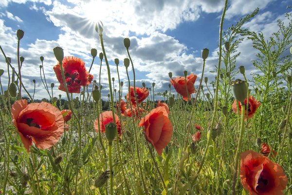 Мак время перемен