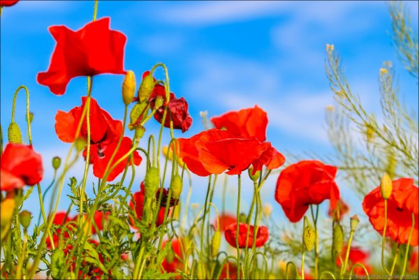 День Победы Маковое поле