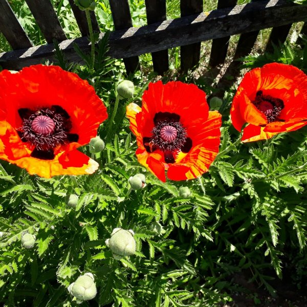 Маки 0арукпва