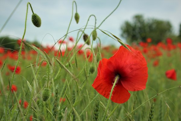 Маковое поле анимация