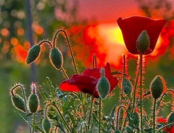 Красные маки 9 мая