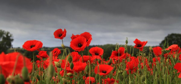 Натюрморт маки в вазе