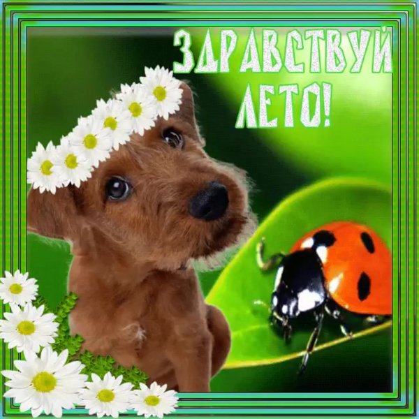 Поздравление с началом лета