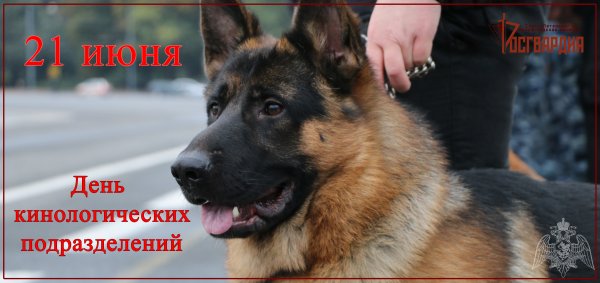 День кинологических подразделений