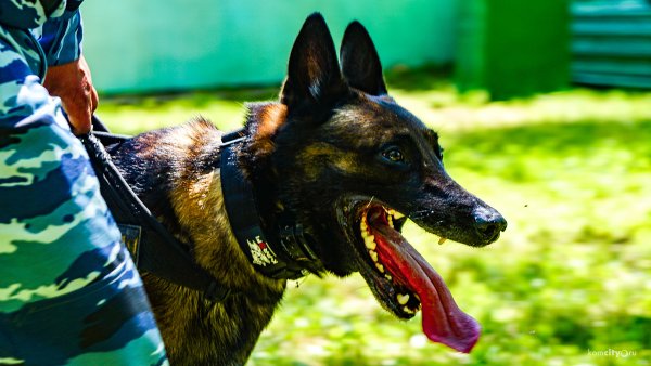 День кинолога в России открытки