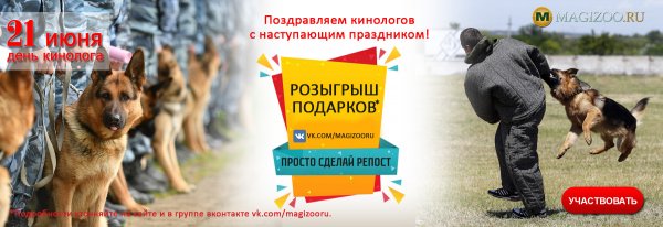 День кинолога